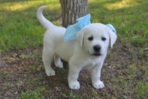 White (AKC Yellow Labrador)