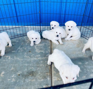 litter of puppies