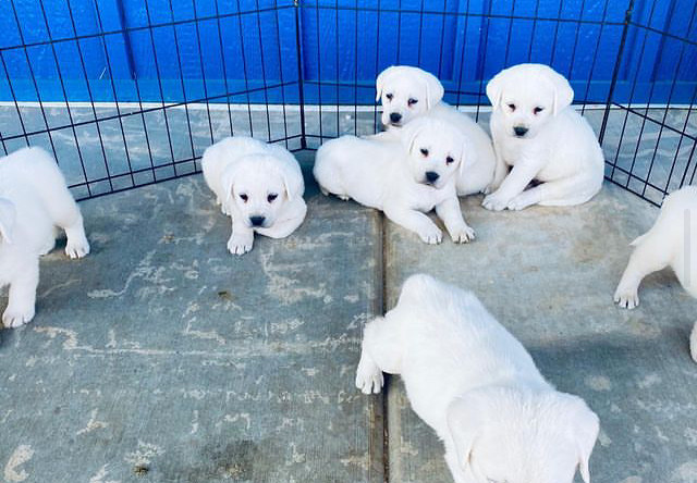 Do White Labradors Shed a Lot? A Groomer’s Hair-Raising Tales