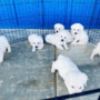 Do White Labradors Shed a Lot? A Groomer’s Hair-Raising Tales