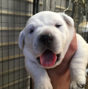 White English Labrador Puppy