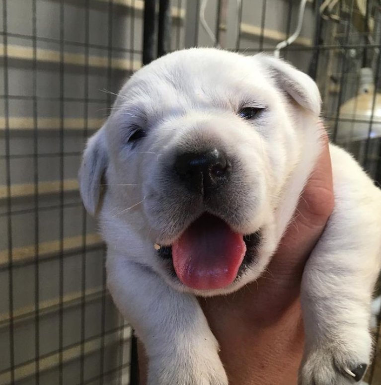 AKC White English Labrador Puppy